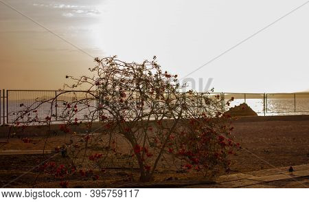 Beautiful Scene With Rosery In The Coast Of River Nile