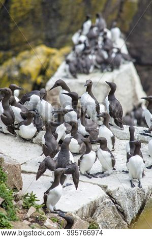 Birds At Saltee Islands In Wexford, Ireland.