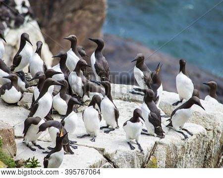 Birds At Saltee Islands In Wexford Ireland.