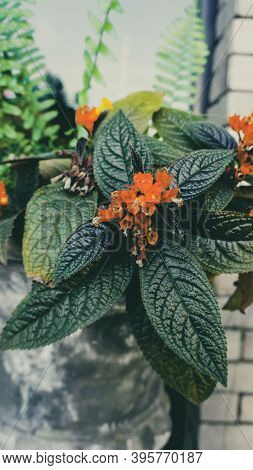 Photo Of Artistic Chrysothemis Pulchella Plants Int The Garden