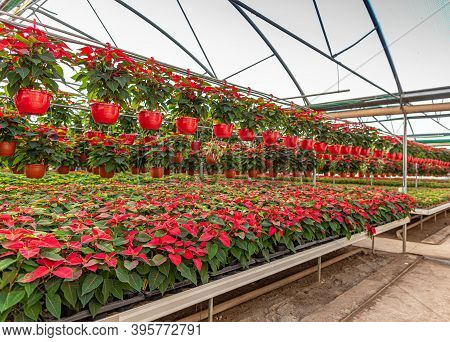Greenhouse Fuul Of Red Christmas Stars For Sale. Photo Of Poinsettia Flowers
