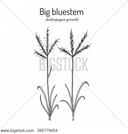 Big Bluestem Andropogon Gerardi , Prairie Grass, State Grass Of Illinois And Missouri. Hand Drawn Bo