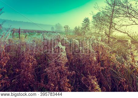Wild Nature. Autumn Rural Landscape. Cobwebby Meadow At Misty Sunrise. Misty Morning In A Countrysid