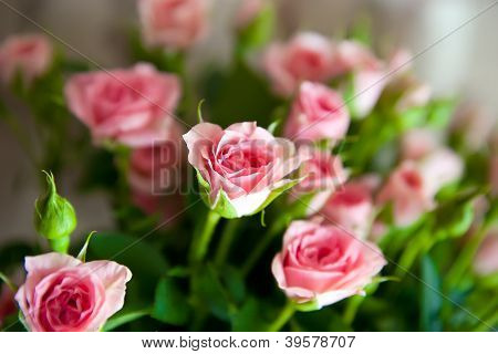 กุหลาบสีชมพู