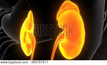 3d Illustration Of Human Urinary System Kidneys Anatomy