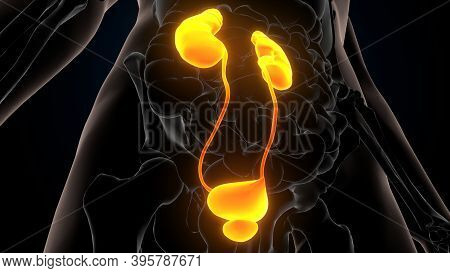 3d Illustration Of Human Urinary System Kidneys Anatomy