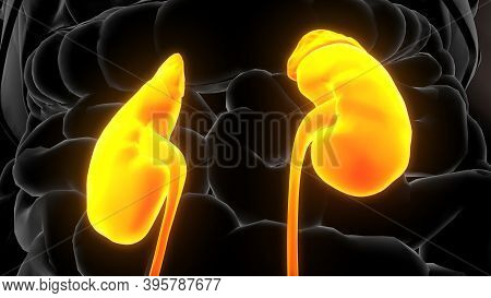 3d Illustration Of Human Urinary System Kidneys Anatomy