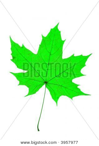Maple verlof