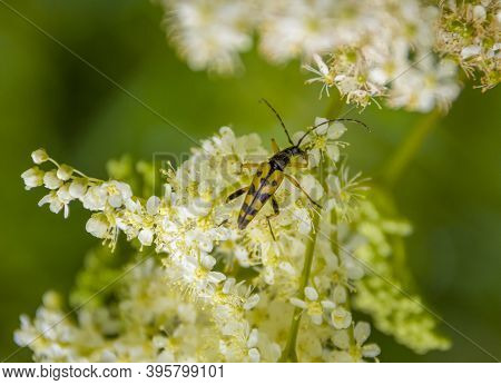 Yellow And Black Striped Longhorn Beetle On White Flower Umbel