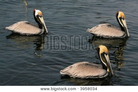 Brown Pelican Trio