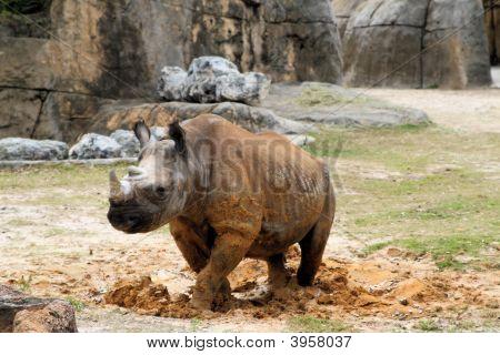Black Rhino