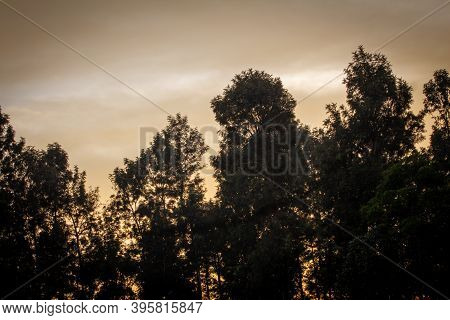 Beautiful Silhouette Effect Of Tree Against Evening Sky. Photographed In Yercaud, Tamil Nadu, India