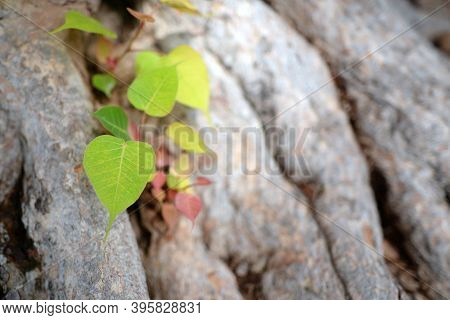 Bodhi Leaves Light Green And Has A Large Bodhi Root As A Blurred Background During The Day
