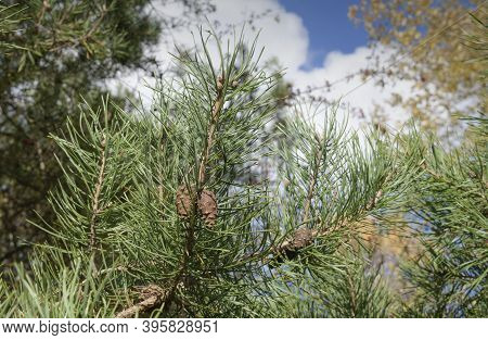 Scotch Pine Fruit And Branches Close-up Wiht Sky