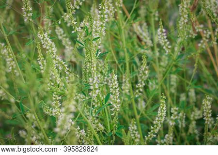 Melilotus Albus, Honey Clover, White Melilot, Bokhara Clover, White Sweet Clover, Whith An Insect Bl