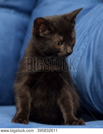 Cute Black Kitten On A Blue Background