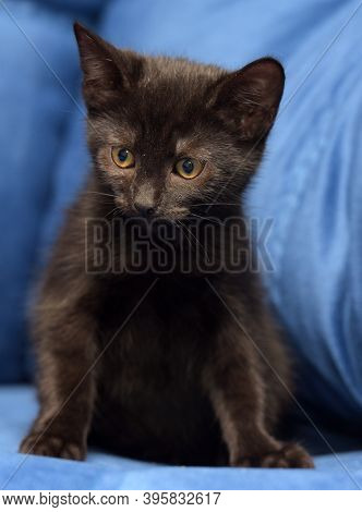 Cute Black Kitten On A Blue Background