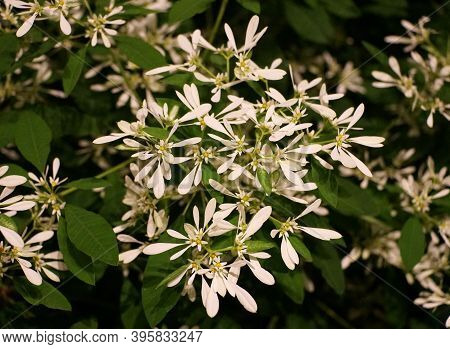 White Pascuita Flowers, A Plant From A Spurge Family
