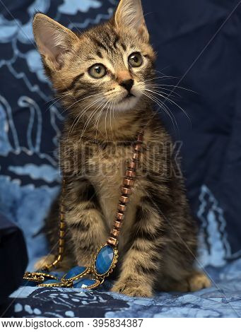 Cute Brown Striped Kitten On A Blue Background With A Beads On His Neck