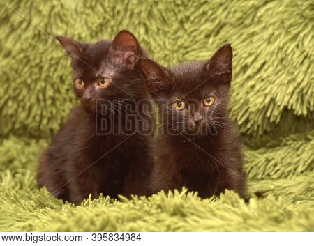 Wo Cute Little Black Kittens Together On A Green