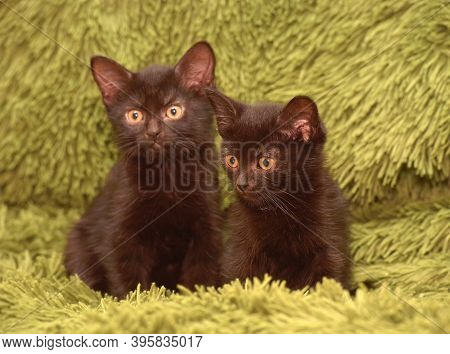 Wo Cute Little Black Kittens Together On A Green