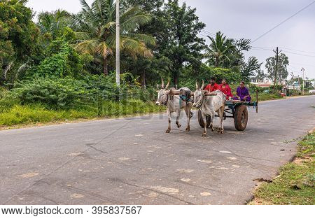 Hampi, Karnataka, India - November 4, 2013: Along Road, 2 White Oxen Pull Wagon With 3 People: 1 Man