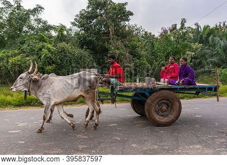 Hampi, Karnataka, India - November 4, 2013: Along Road, Closeup Of 2 White Oxen Pulling Wagon With 3