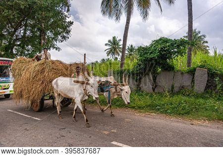Hampi, Karnataka, India - November 4, 2013: Along Road Shaded By Green Trees, Closeup Of 2 White Oxe