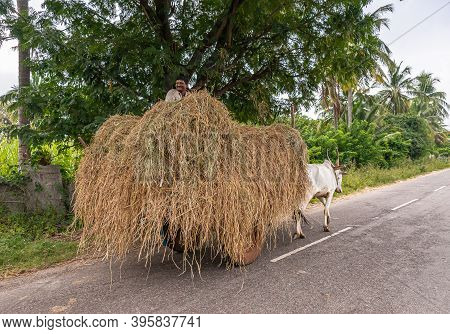 Hampi, Karnataka, India - November 4, 2013: Along Road Shaded By Green Trees, Closeup Of Back Of 2 W