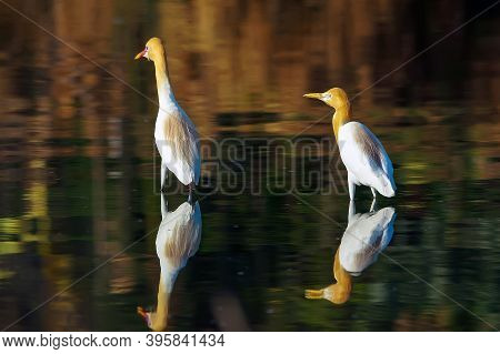 Cattle Egret Are Looking For Food In The Riverbank