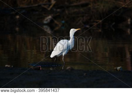 Cattle Egret Are Looking For Food In The Riverbank