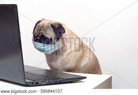 Pug Dog In Medical Mask Works As A Doctor At A Laptop. Concept Of A Doctor Dog.