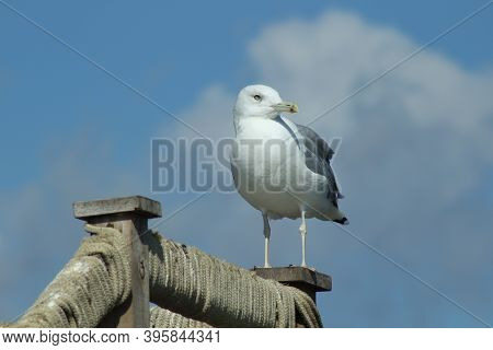 Caspian Gull Admiring How The Danube Meet The Black Sea