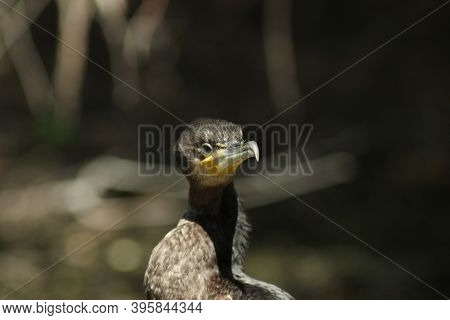 Great Cormorant - Phalacrocorax Carbo In The Danube Delta