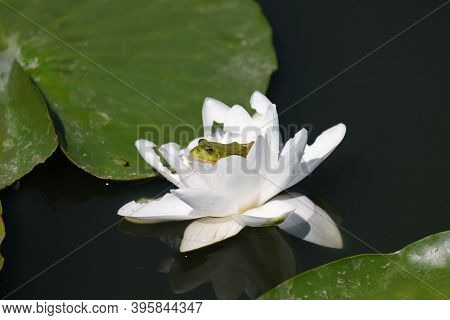 The Prince Frog Hidded In A Water Lilly!