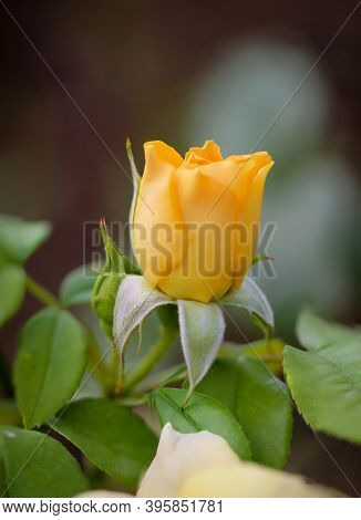A Rose Blossom On A Rose Bush.