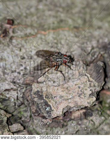 A Close Up Of A Fly. There Are Countless Types Of Flies.