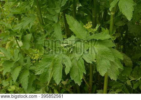 Parsnip. Field Flower. The Pastinaca Flower Growing On A Summer Meadow.