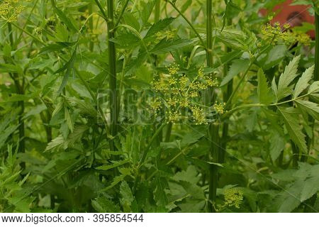 Parsnip. Field Flower. The Pastinaca Flower Growing On A Summer Meadow.