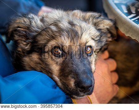 Close Up Of Illyrian Shepherd Dog Head With Brown Eyes. Cute Small Black Dog Sitting In Owner's Arms