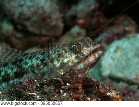 Close Up View Of A Sand Lizardfish Amongst Corals In Pescador Island Philippines