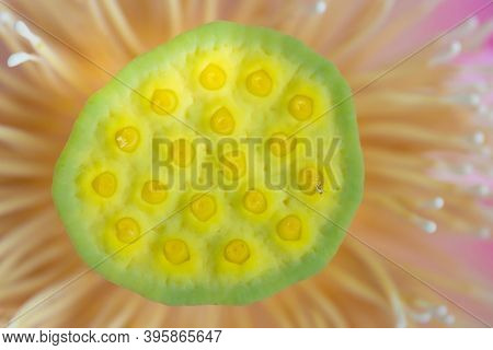Sacred lotus Nelumbo Nucifera flower head with stamin and seeds