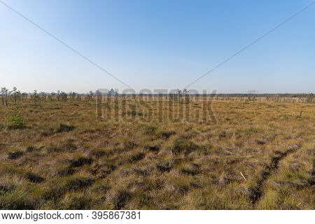 Territory Of Sestroretsk Swamp Reserve. Saint-petersburg. Russia