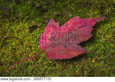 Autumn Colors- Yellow Leaves. Background Green Moss