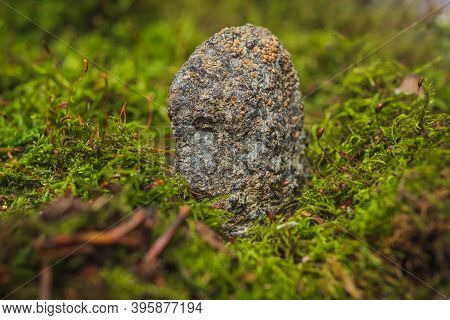 Still Life- Stones In Green Moss For Interior Decoration