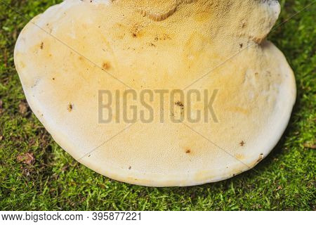 Fomitopsis Pinicola- Medicinal Mushrooms