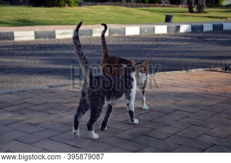 Domestic cats in luxury resort in Sharm el Sheikh