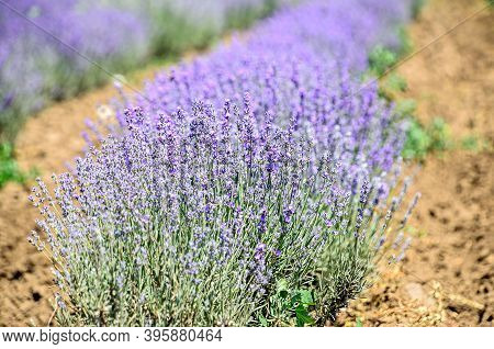 Blue Violet Levandula Flowers, Field Countryside, Close Up