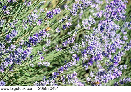 Blue Violet Levandula Flowers, Field Countryside, Close Up