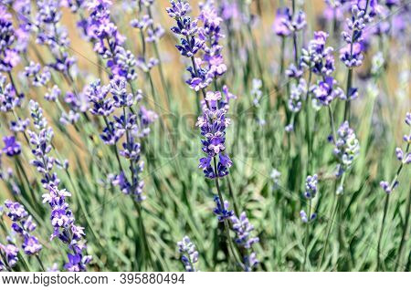 Blue Violet Levandula Flowers, Field Countryside, Close Up